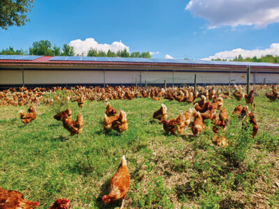 Allevamento di galline biologico